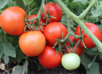 Tomat-Maike-4