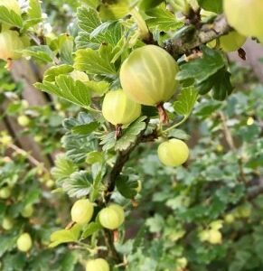 karusmari-hinnomaeki-kollane