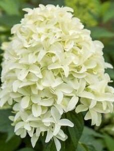 hortensia-Bombshell