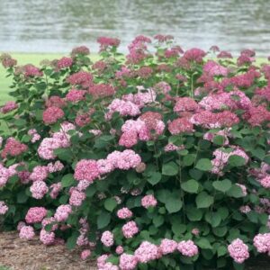 hortensia-Pink-Annabel