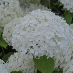 hortensia-annabelle