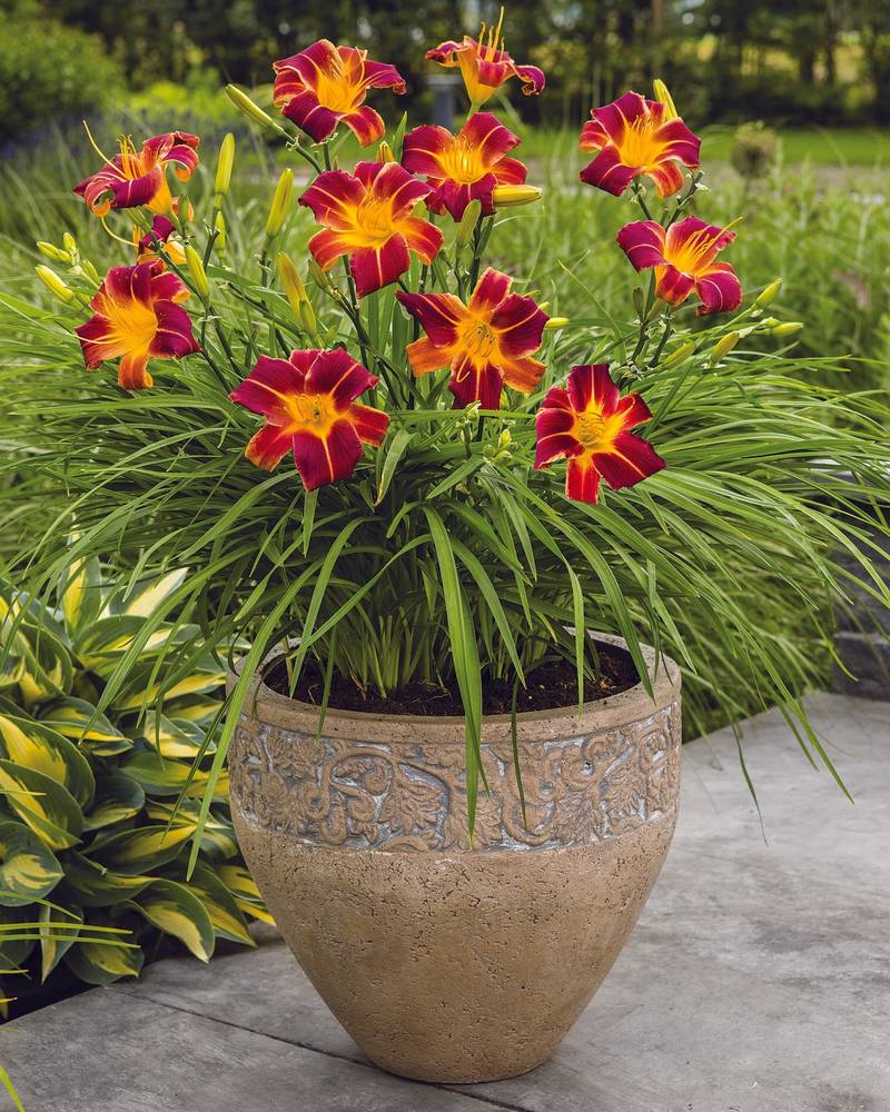 Hemerocallis-EveryDaylily-Red-Ribs
