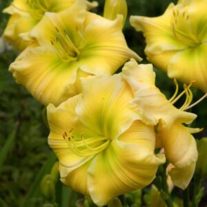 Hemerocallis-Tequila-and-Lime-1-D-scaled-1