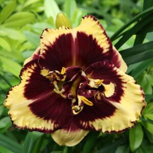 Hemerocallis-Tiger-Blood-2-D