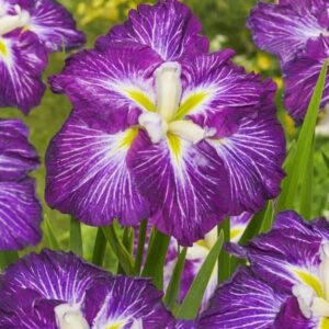 Iris-Ensata-Dinner-Plate-Jell-O-DC-1