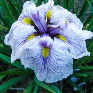 Iris-Greywoods-Catrina-D-1-1