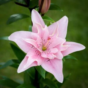 Lilium-Elodie-1-D