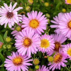 aster-ANNEKE