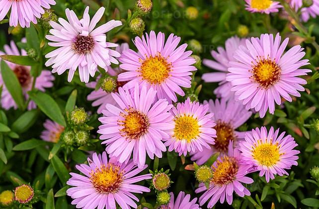 aster-ANNEKE