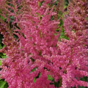 astilbe-CORAL-ISLAND