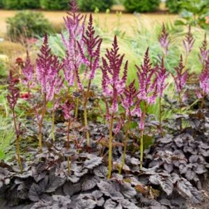 astilbe-dark-side-of-the-moon-2