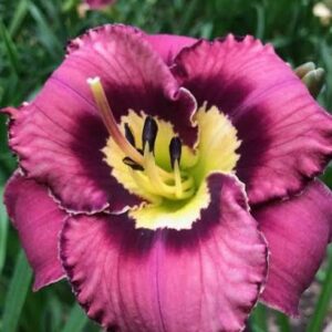 paeevaliilia-catcher-in-the-eye