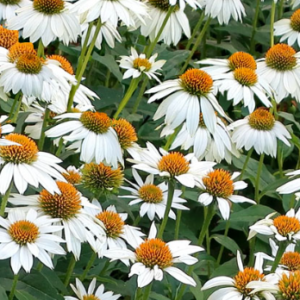 SIILKUEBAR-POWWOW-WHITE