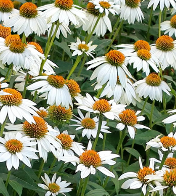 SIILKUEBAR-POWWOW-WHITE
