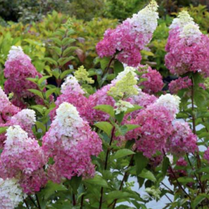 hortensia-fraise-melba-1