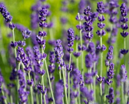 lavendel-hidcote