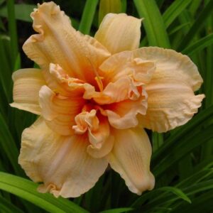 Hemerocallis-Double-Dream-1-D