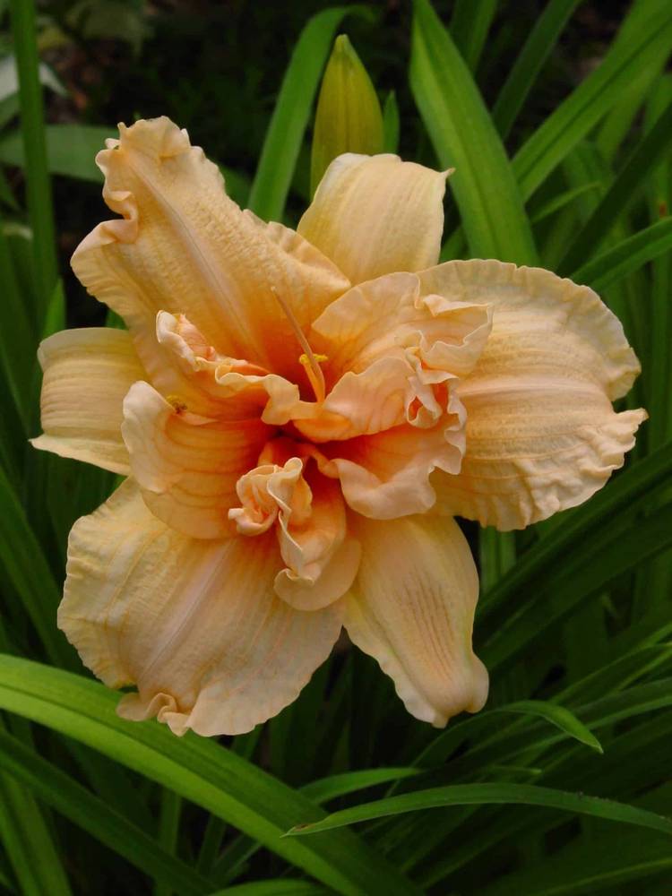 Hemerocallis-Double-Dream-1-D