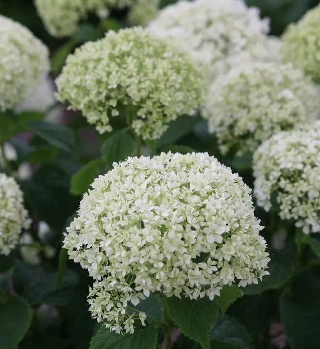 hortensia-Limetta