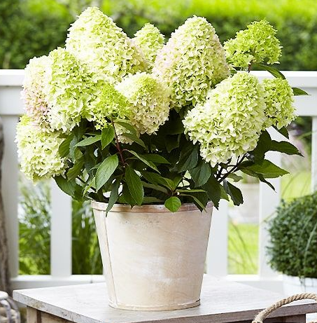 hortensia-little-fresco