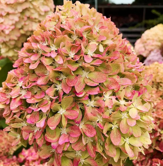 hortensia-pixio