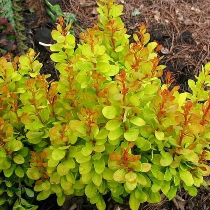 kukerpuu-golden-carpet