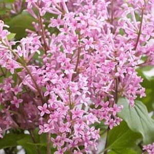 meyeri-sirel-flowerfesta-pink