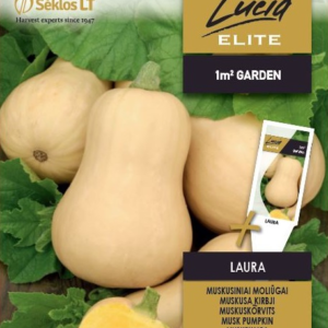 Muskaatkõrvits 'LAURA' 1g