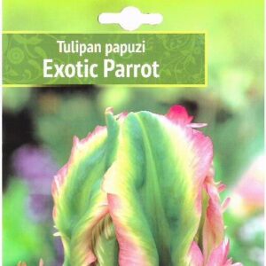 Tulp 'EXOTIC PARROT' 5tk 11/12