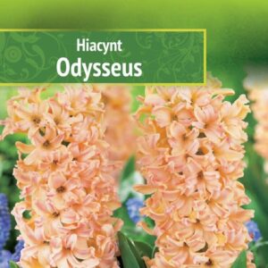 Hüatsint 'ODYSSEUS' 3tk 16/18
