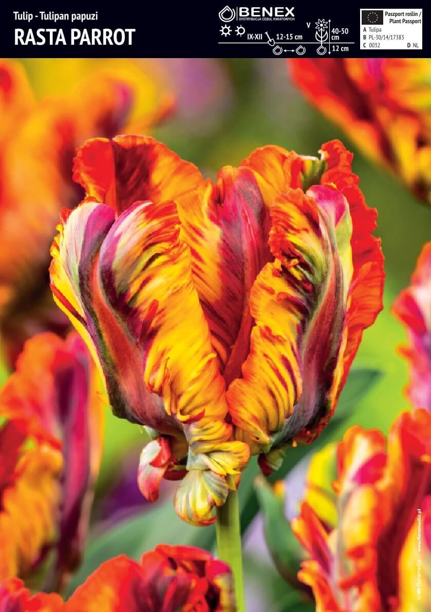 Tulp 'RASTA PARROT' 5tk 11/12