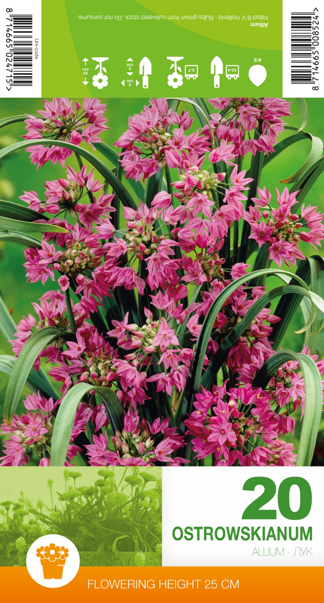 Mäestiklauk /Allium Ostrowskianum 20tk 4/5