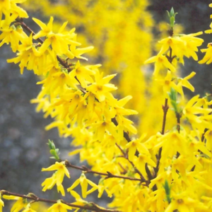Värdforsüütia / Forsythia ×intermedia 'Spectabilis' C5