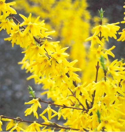 Värdforsüütia / Forsythia ×intermedia 'Spectabilis' C5