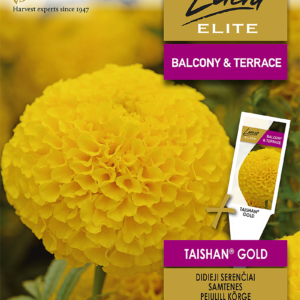 Kõrge peiulill 'TAISHAN® GOLD' 20s