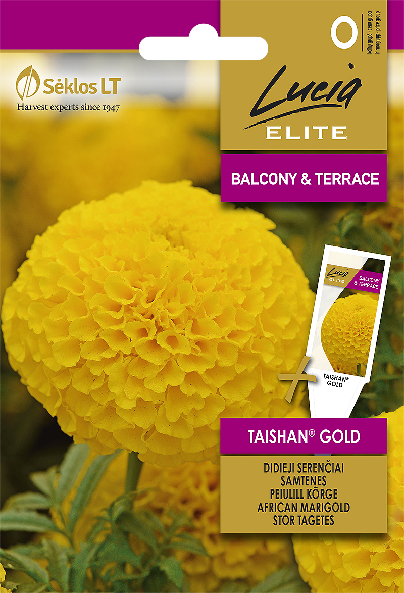 Kõrge peiulill 'TAISHAN® GOLD' 20s