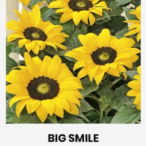 Päevalill 'BIG SMILE' 20s